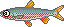 川釣り